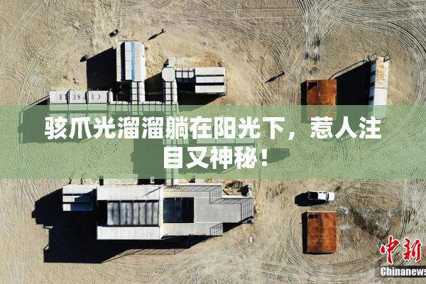 骇爪光溜溜躺在阳光下，惹人注目又神秘！