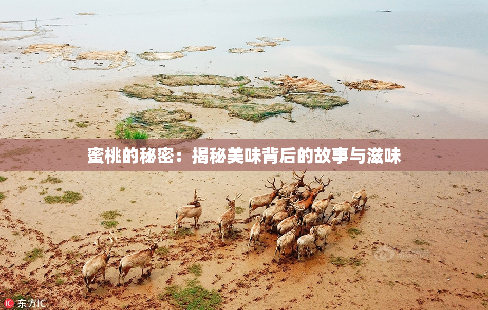 蜜桃的秘密：揭秘美味背后的故事与滋味