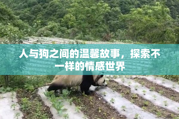 人与狗之间的温馨故事，探索不一样的情感世界
