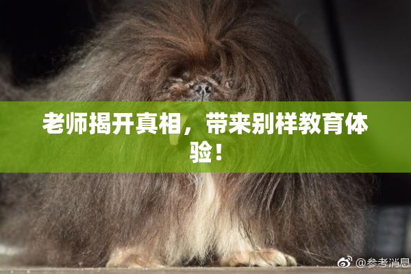 老师揭开真相，带来别样教育体验！