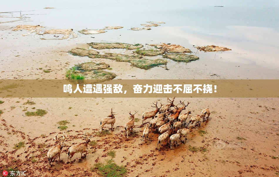 鸣人遭遇强敌，奋力迎击不屈不挠！