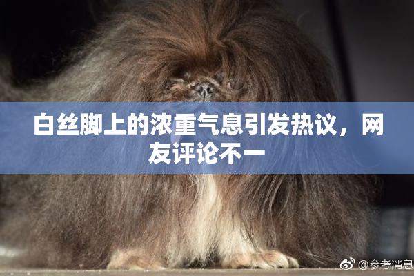 白丝脚上的浓重气息引发热议，网友评论不一