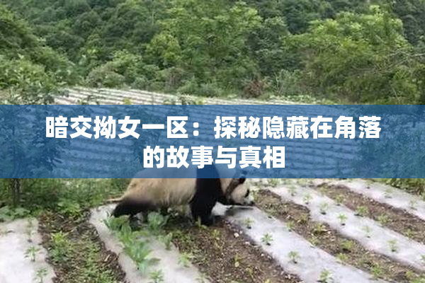 暗交拗女一区：探秘隐藏在角落的故事与真相