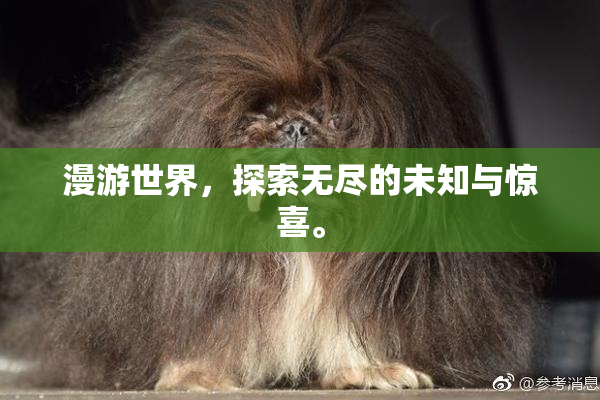 漫游世界，探索无尽的未知与惊喜。