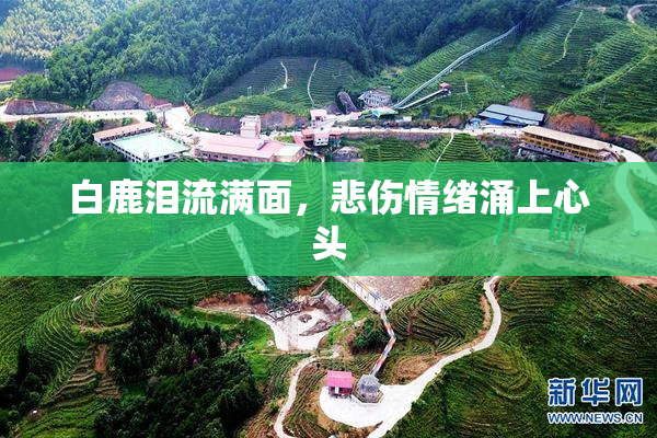 白鹿泪流满面，悲伤情绪涌上心头