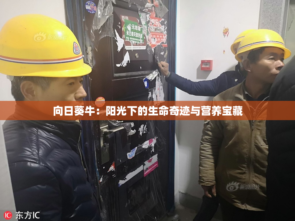 向日葵牛：阳光下的生命奇迹与营养宝藏