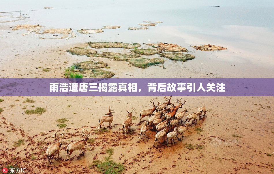 雨浩遭唐三揭露真相，背后故事引人关注