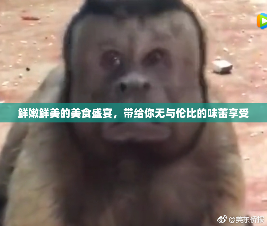 鲜嫩鲜美的美食盛宴，带给你无与伦比的味蕾享受