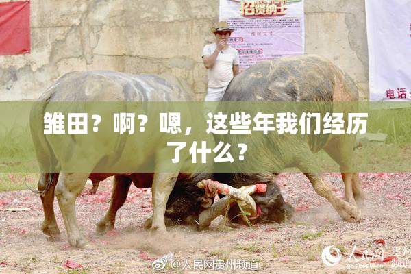 雏田？啊？嗯，这些年我们经历了什么？