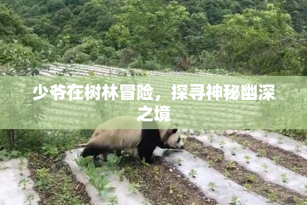 少爷在树林冒险，探寻神秘幽深之境