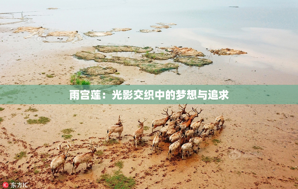 雨宫莲：光影交织中的梦想与追求