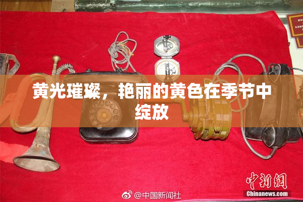 黄光璀璨，艳丽的黄色在季节中绽放