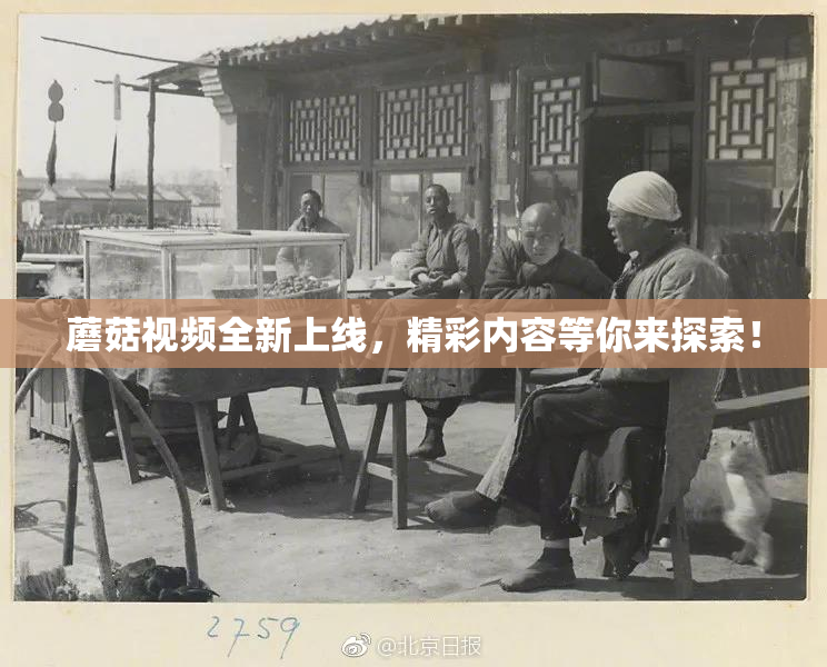 蘑菇视频全新上线，精彩内容等你来探索！