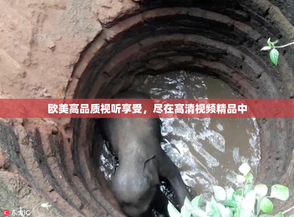 欧美高品质视听享受，尽在高清视频精品中