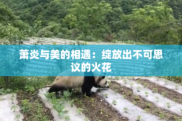 萧炎与美的相遇：绽放出不可思议的火花