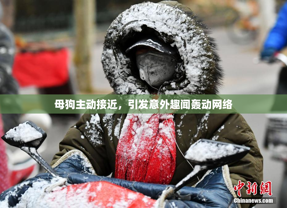 母狗主动接近，引发意外趣闻轰动网络