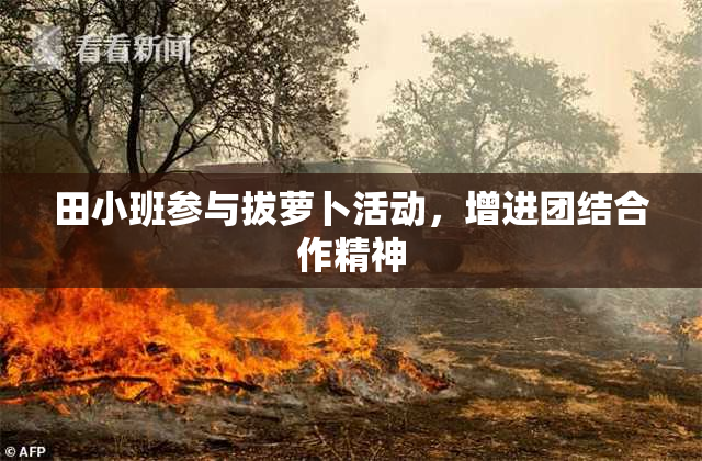 田小班参与拔萝卜活动，增进团结合作精神